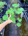 A hand holding a small potted green plant with compound leaves, photographed outdoors between rows of black nursery trays.