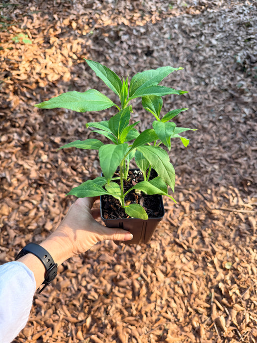 Jerusalem Artichoke, Sunchoke, "White Mammoth" variety | Helianthus tuberosus