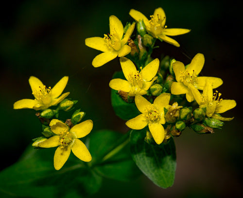 Dotted / Spotted St. Johns Wort | Hypericum punctatum