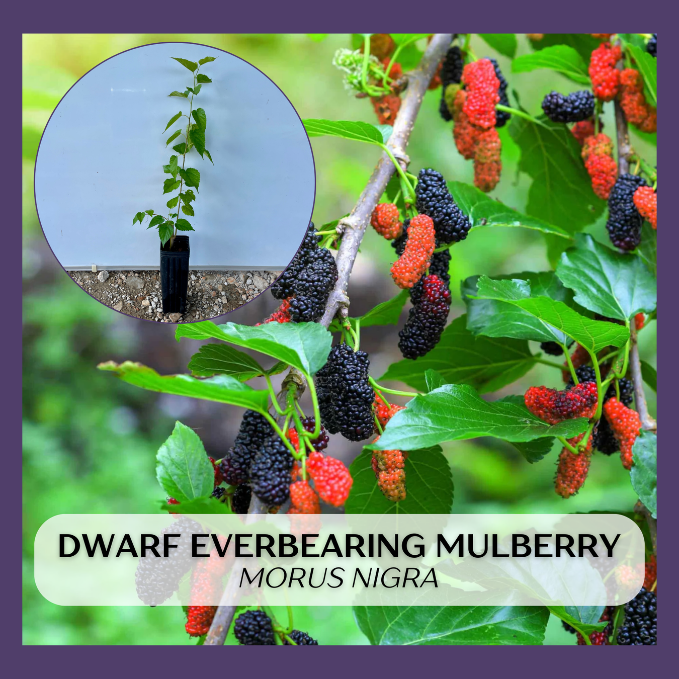 Mulberries