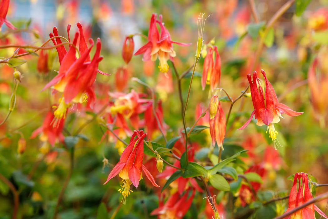 Red flowers of columbine with green leaves in a natural setting