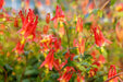 Red flowers of columbine with green leaves in a natural setting