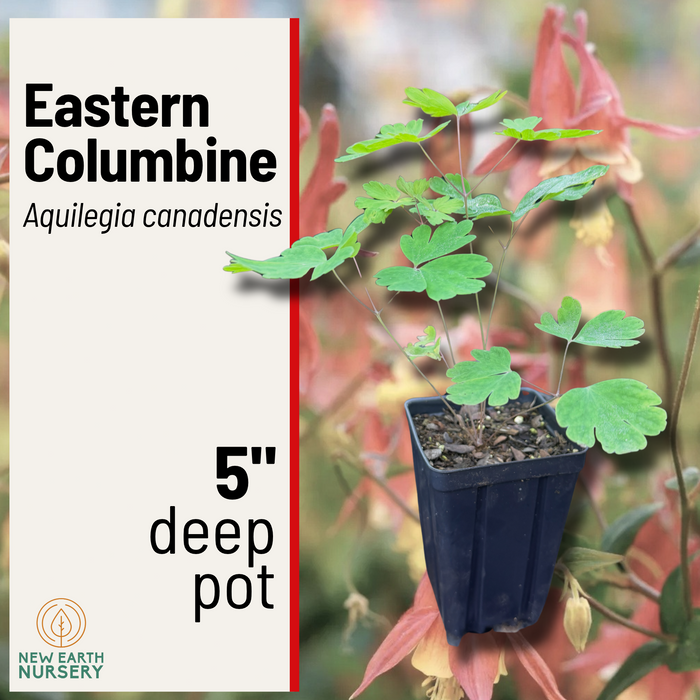 A 5-inch deep pot containing a young green Eastern Columbine (Aquilegia canadensis) plant, shown against a blurred background of red columbine flowers. The left side features a beige text panel with the product name, variety, and nursery logo.