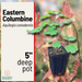 A 5-inch deep pot containing a young green Eastern Columbine (Aquilegia canadensis) plant, shown against a blurred background of red columbine flowers. The left side features a beige text panel with the product name, variety, and nursery logo.