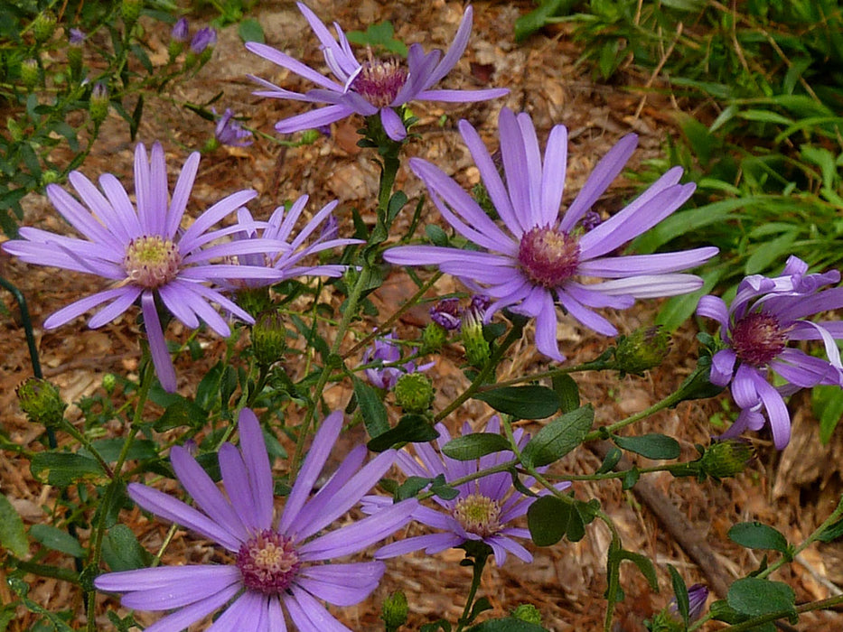 Georgia Aster | Symphyotrichum georgianum