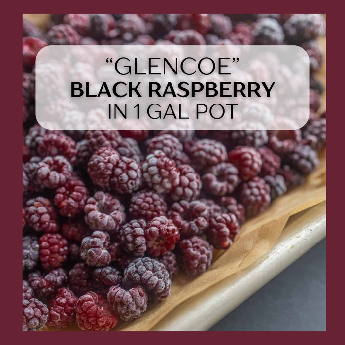Glencoe Black Raspberry