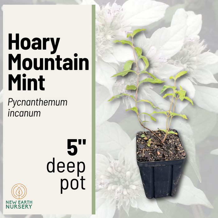 Hoary Mountain Mint | Pycnanthemum incanum