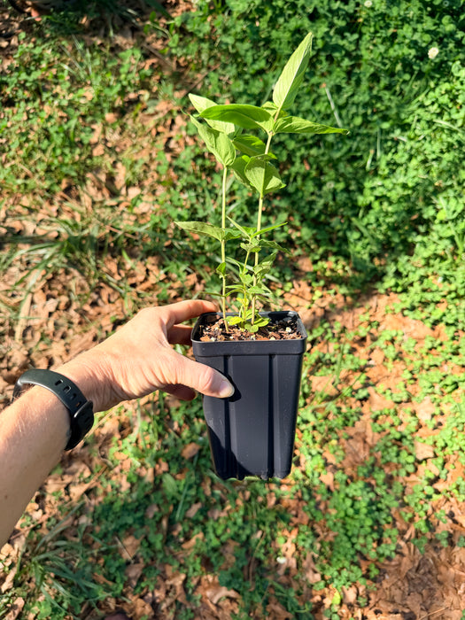 Short-toothed Mountain Mint | Pycnanthemum muticum