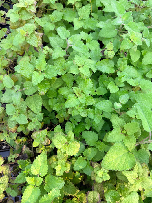 Lemon Balm | Melissa officinalis