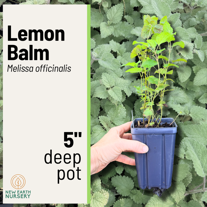 A hand holds a small lemon balm plant in a blue plastic 5-inch pot against a background of green leaves, with a text panel on the left reading 'Lemon Balm Melissa officinalis 5" deep pot' and the New Earth Nursery logo.