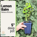 A hand holds a small lemon balm plant in a blue plastic 5-inch pot against a background of green leaves, with a text panel on the left reading 'Lemon Balm Melissa officinalis 5" deep pot' and the New Earth Nursery logo.