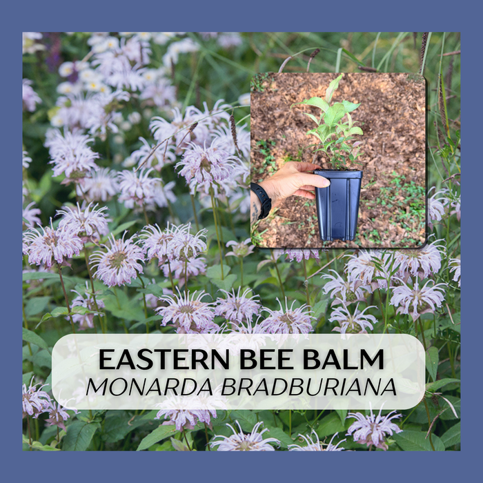 Eastern Bee Balm, Bradbury's Bee Balm | Monarda bradburiana