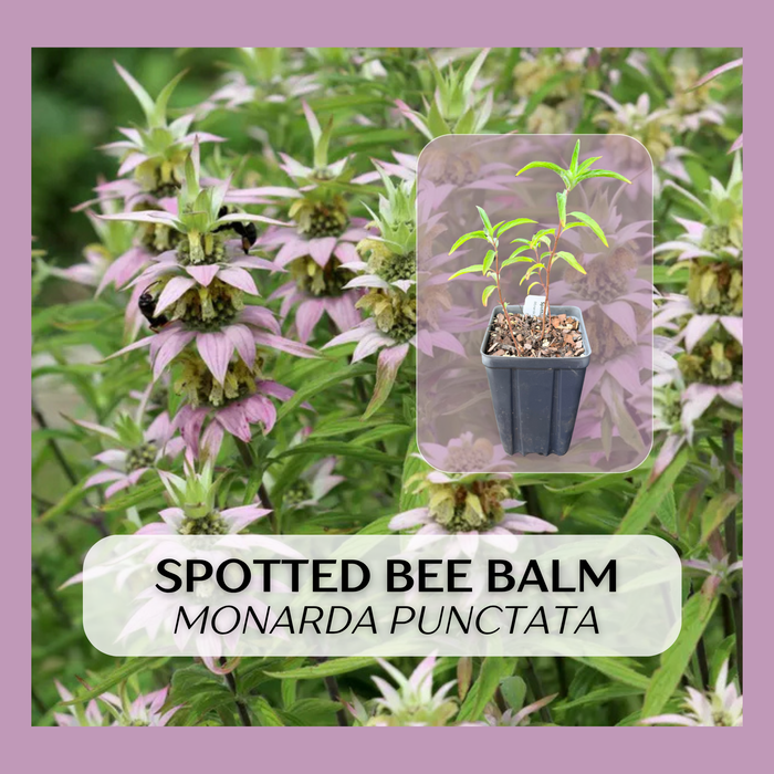 Spotted Bee Balm | Monarda punctata
