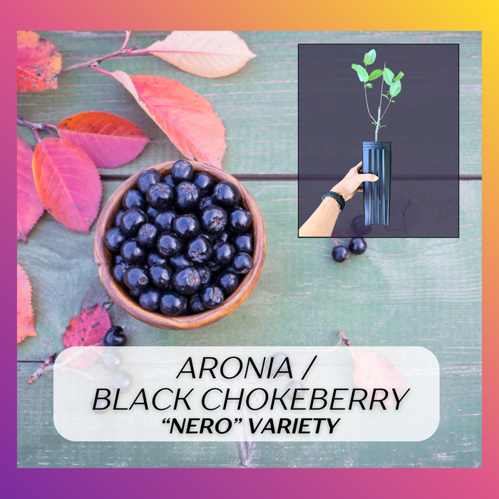 "Nero" Aronia Berry, Black Chokeberry