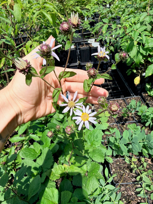 Piedmont Aster | Eurybia mirabilis