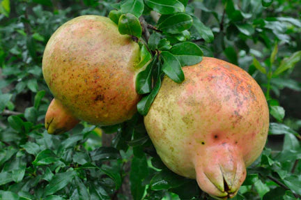 Surh-Anor Russian Pomegranate