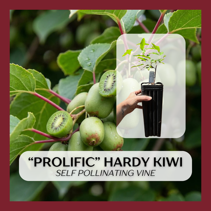 Prolific Hardy Kiwi
