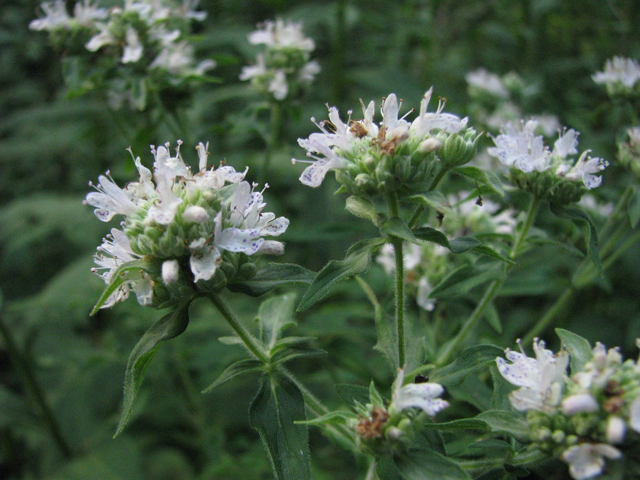 Hairy Mountain Mint | Pycnanthemum verticillatum