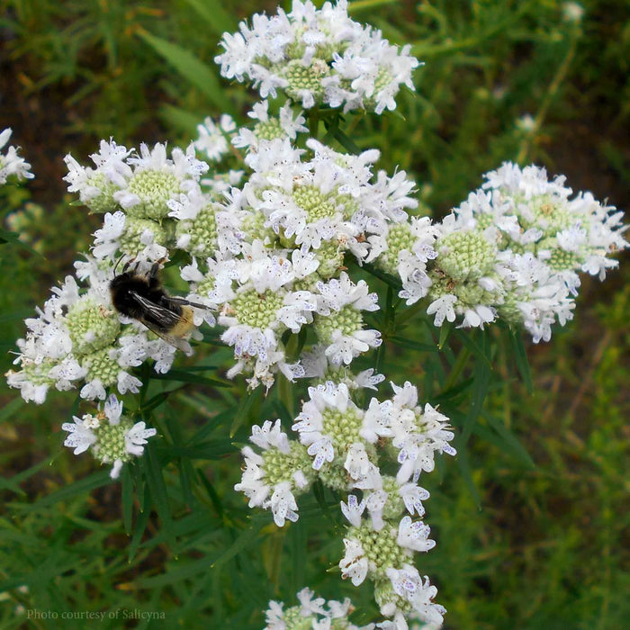 American / Virginia Mountain Mint | Pycnanthemum virginianum