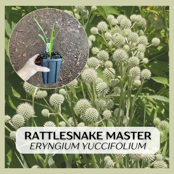 Rattlesnake Master plant with a close-up of a hand holding a pot and a detailed view of the plant.