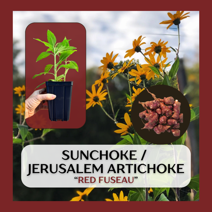 Jerusalem Artichoke, Sunchoke, "Red Fuseau" variety | Helianthus tuberosus