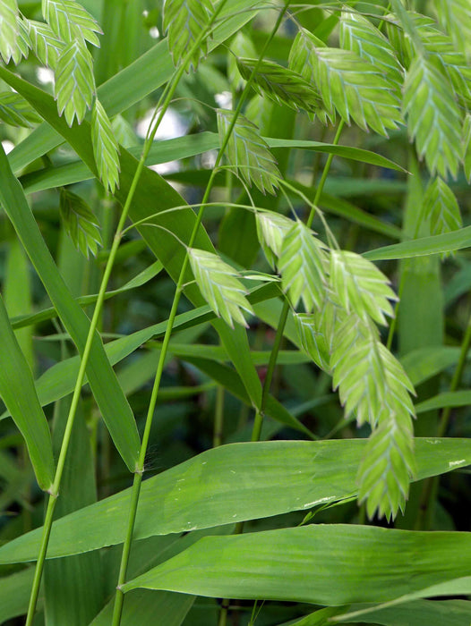 River Oats | Chasmanthium latifolium