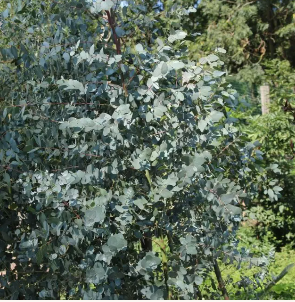 Cider Gum Tree — New Earth Nursery