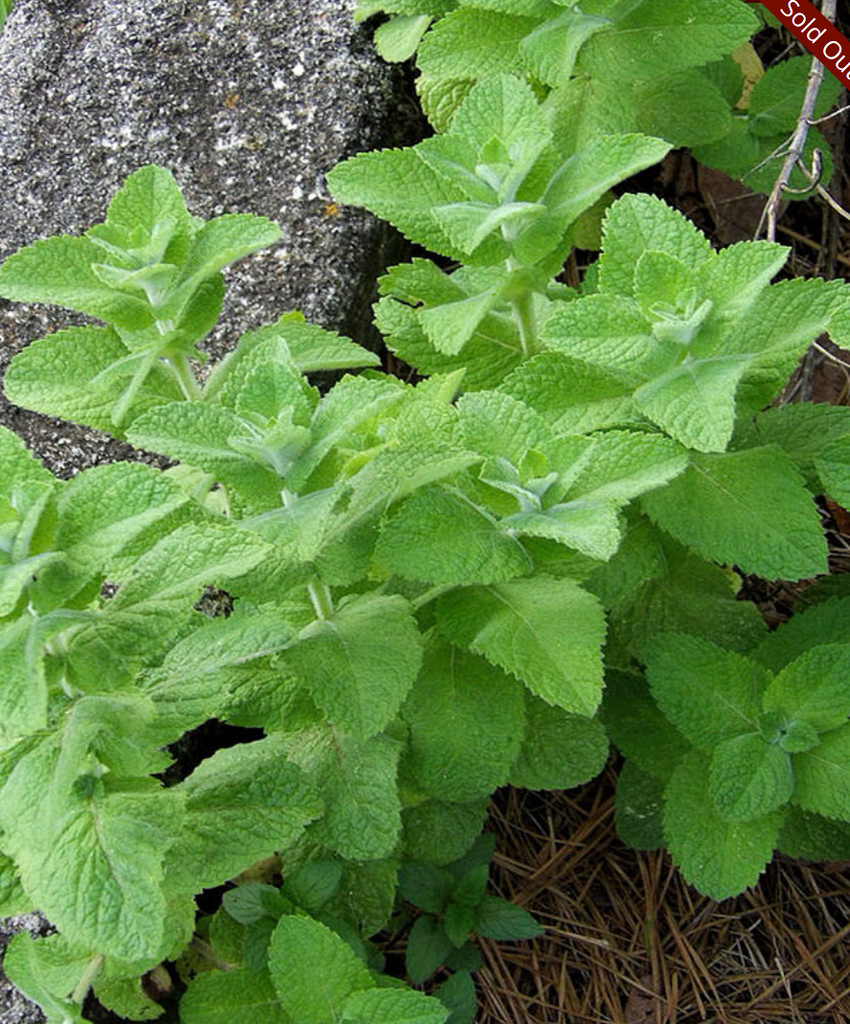 fuzzy mint plant Apple Mint