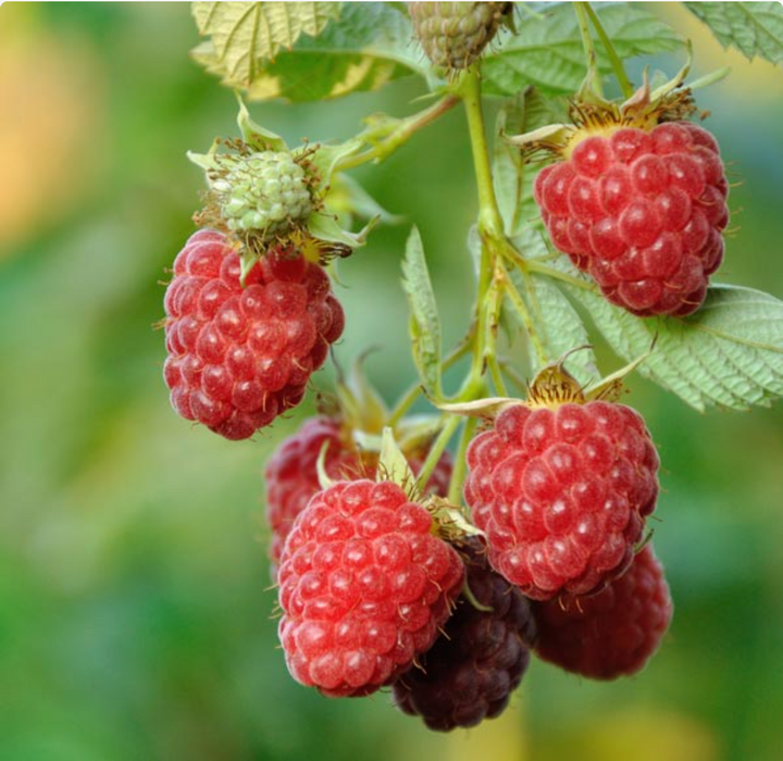 Nova Red Raspberry