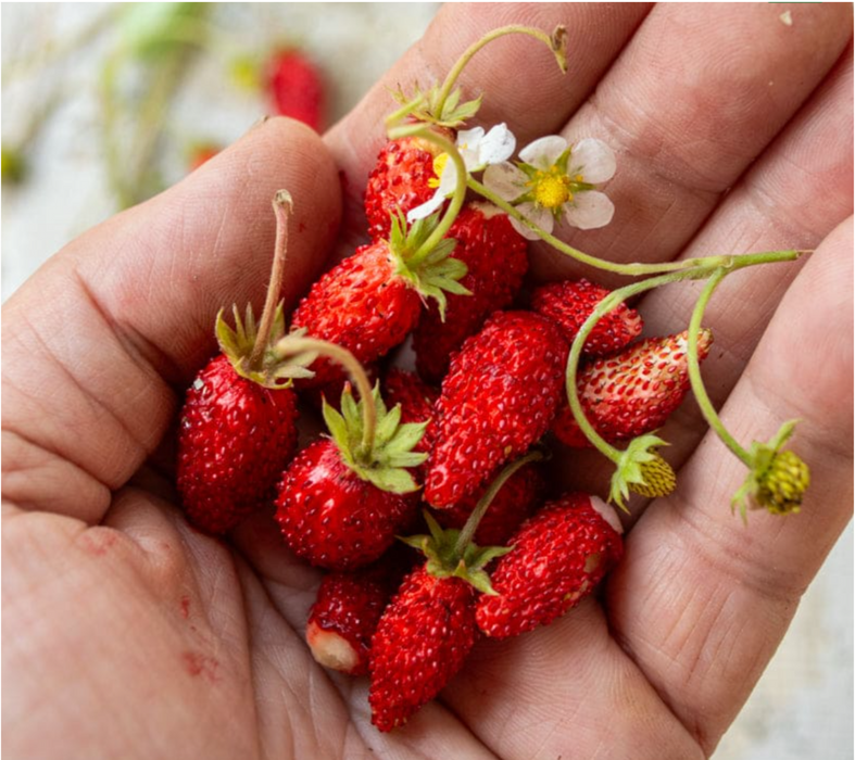 'Attila' Alpine Strawberry