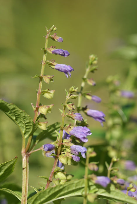 American Skullcap | Scutellaria lateriflora