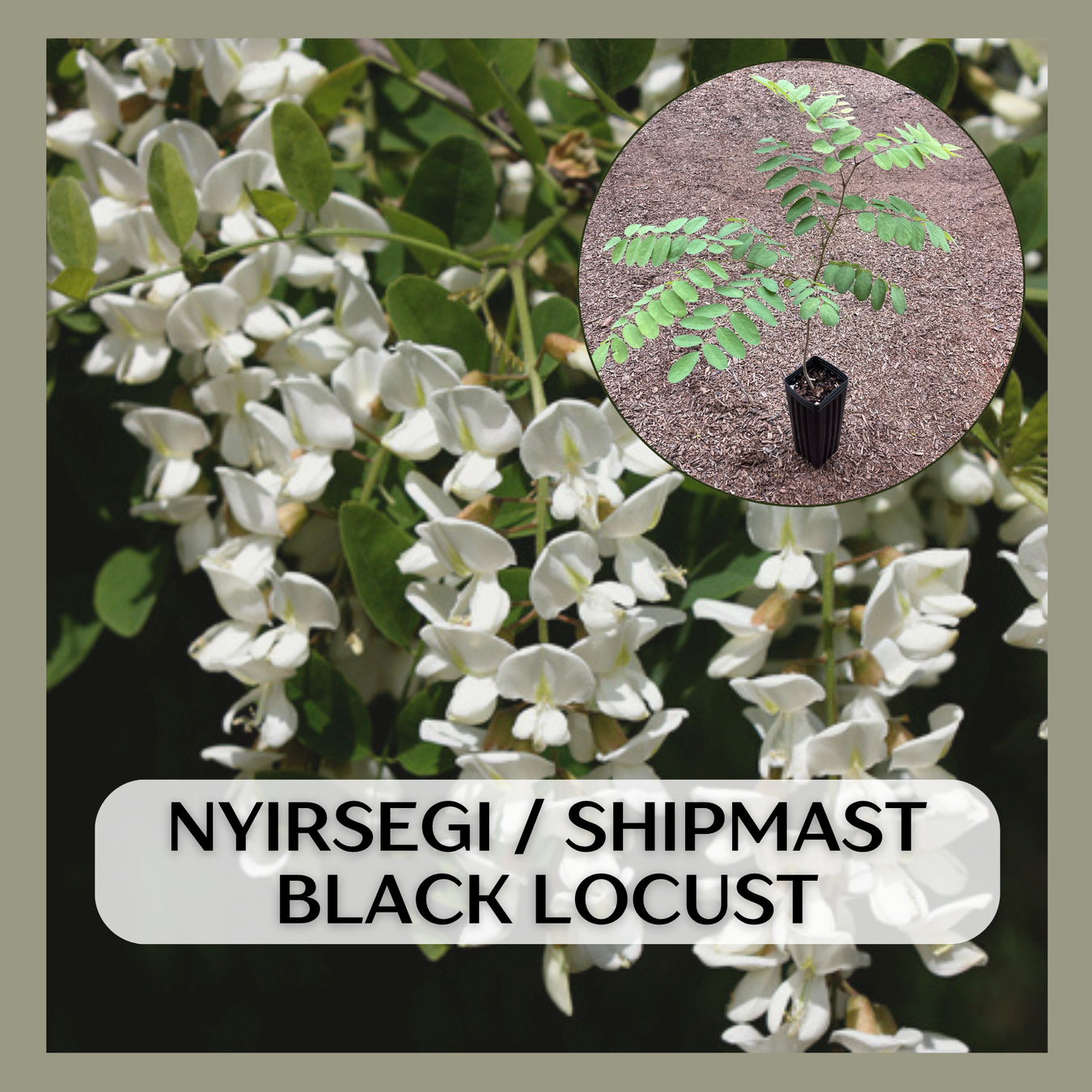 Building + Craft Materials