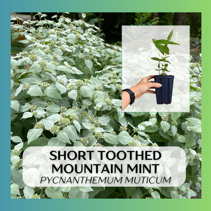 Short-toothed Mountain Mint | Pycnanthemum muticum