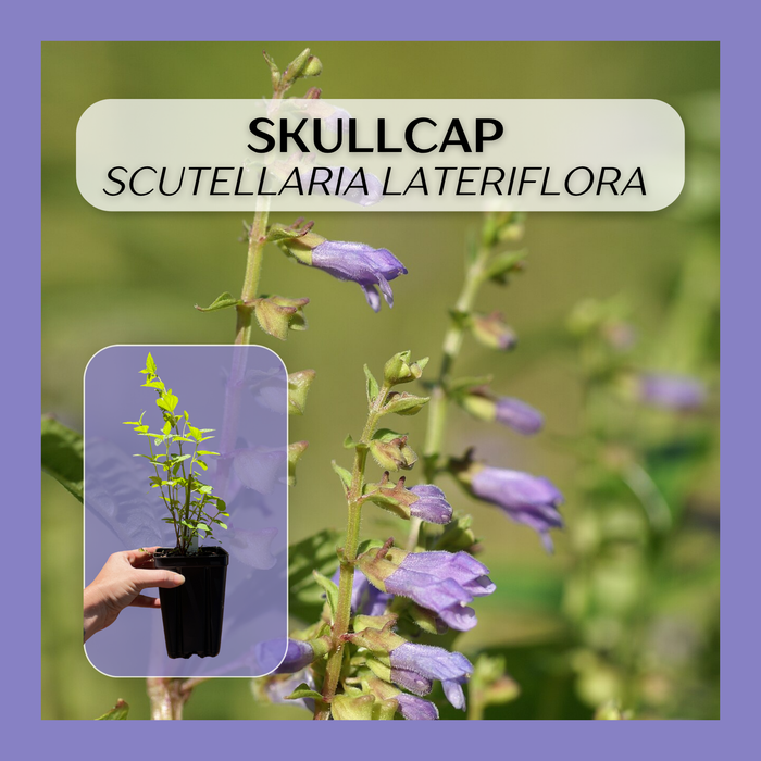 American Skullcap | Scutellaria lateriflora