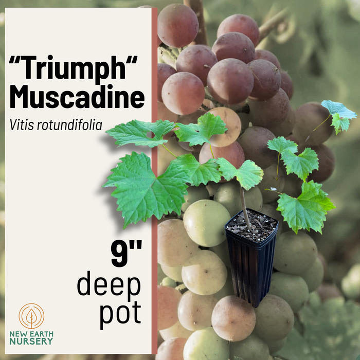 Triumph Muscadine Vine