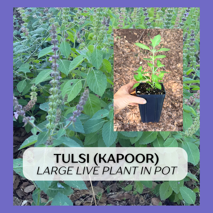 Tulsi Kapoor | Ocimum tenuiflorum