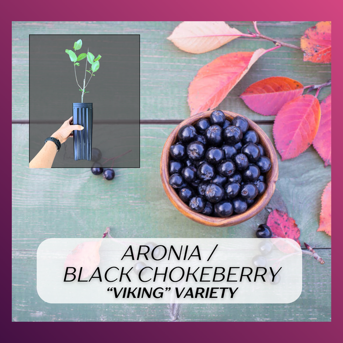 "Viking" Aronia Berry, Black Chokeberry