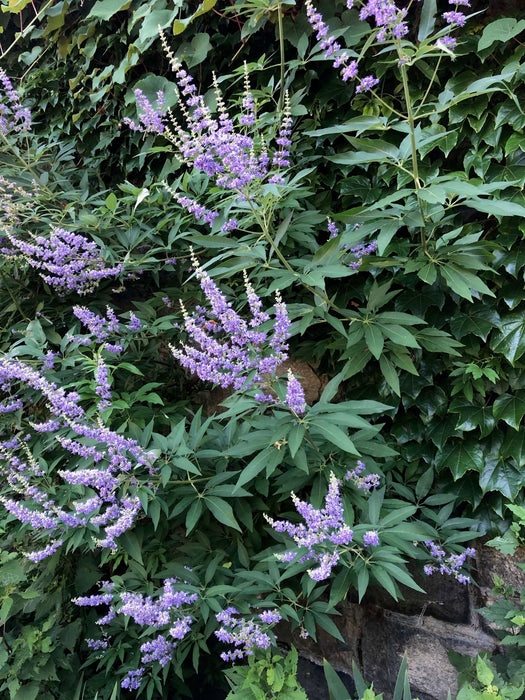 Purple flowering plants with green leaves growing along a stone wall, surrounded by dense green foliage.