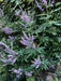 Purple flowering plants with green leaves growing along a stone wall, surrounded by dense green foliage.