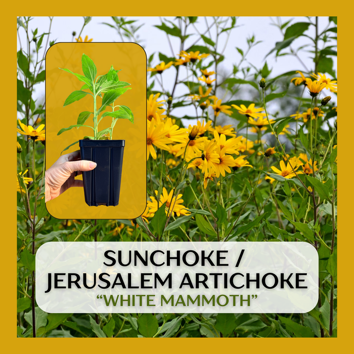 Jerusalem Artichoke, Sunchoke, "White Mammoth" variety | Helianthus tuberosus