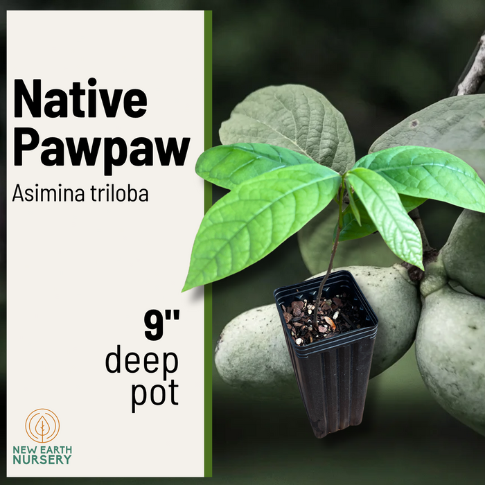 Native Pawpaw | Asimina triloba