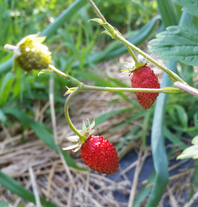 'Attila' Alpine Strawberry