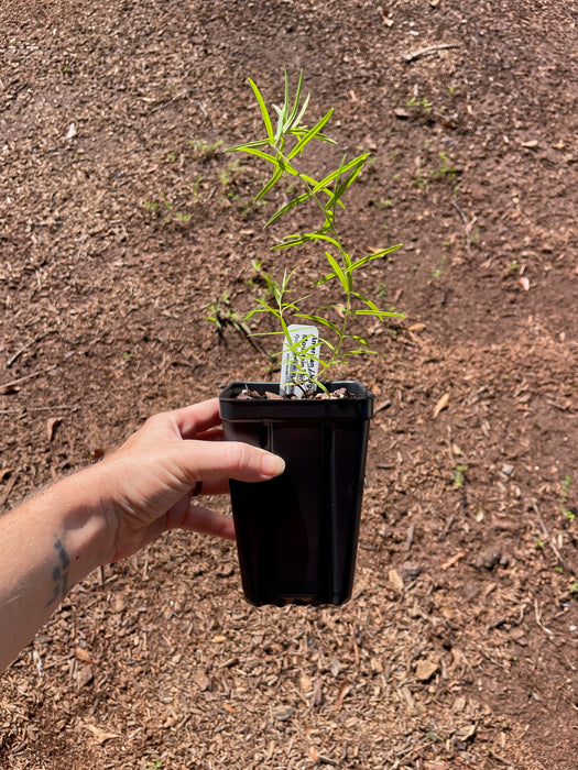 American / Virginia Mountain Mint | Pycnanthemum virginianum