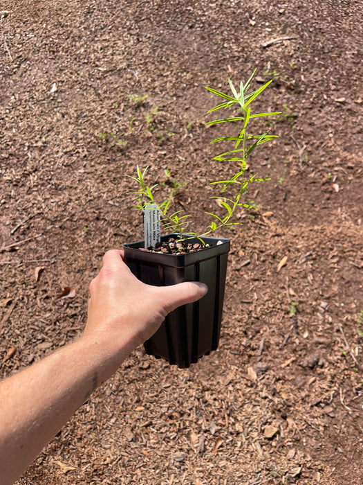 American / Virginia Mountain Mint | Pycnanthemum virginianum