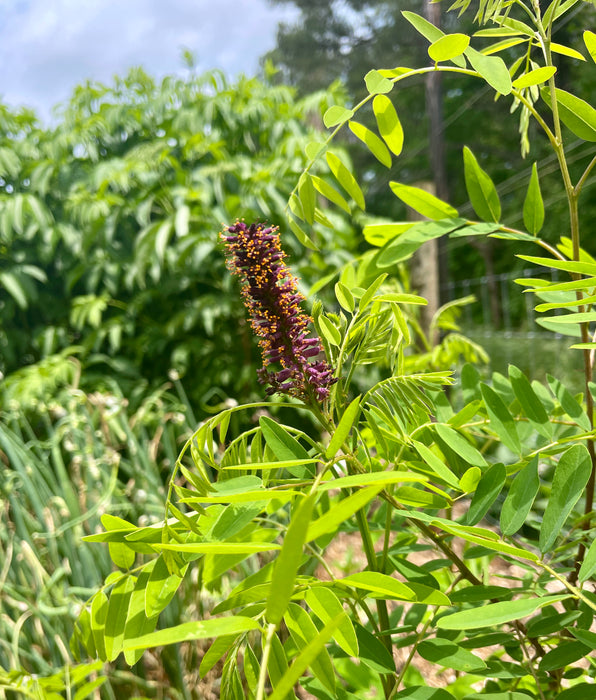 False Indigo