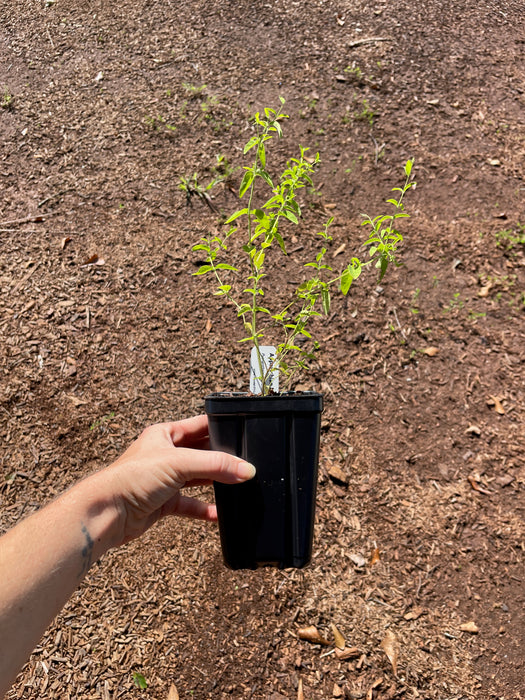 Appalachian Mountain Mint | Pycnanthemum flexuosum