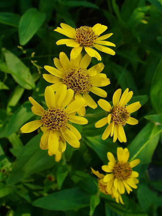 Arnica | Arnica montana
