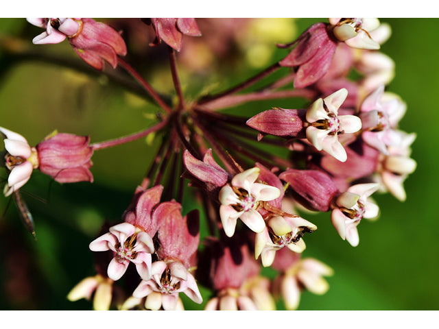 Common Milkweed