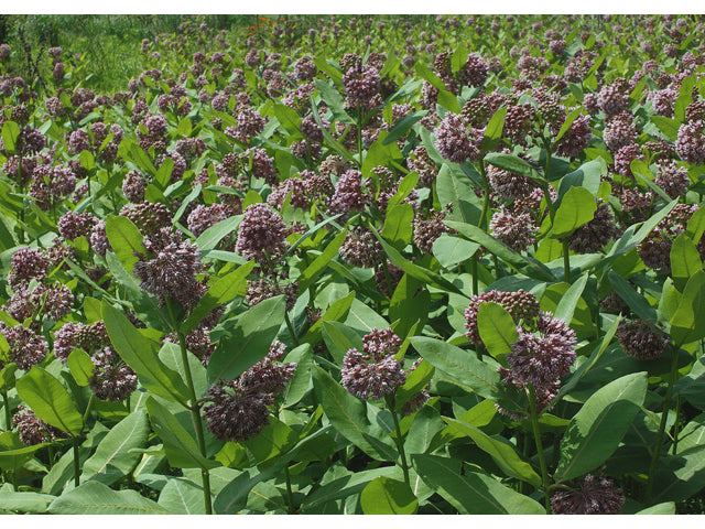 Common Milkweed