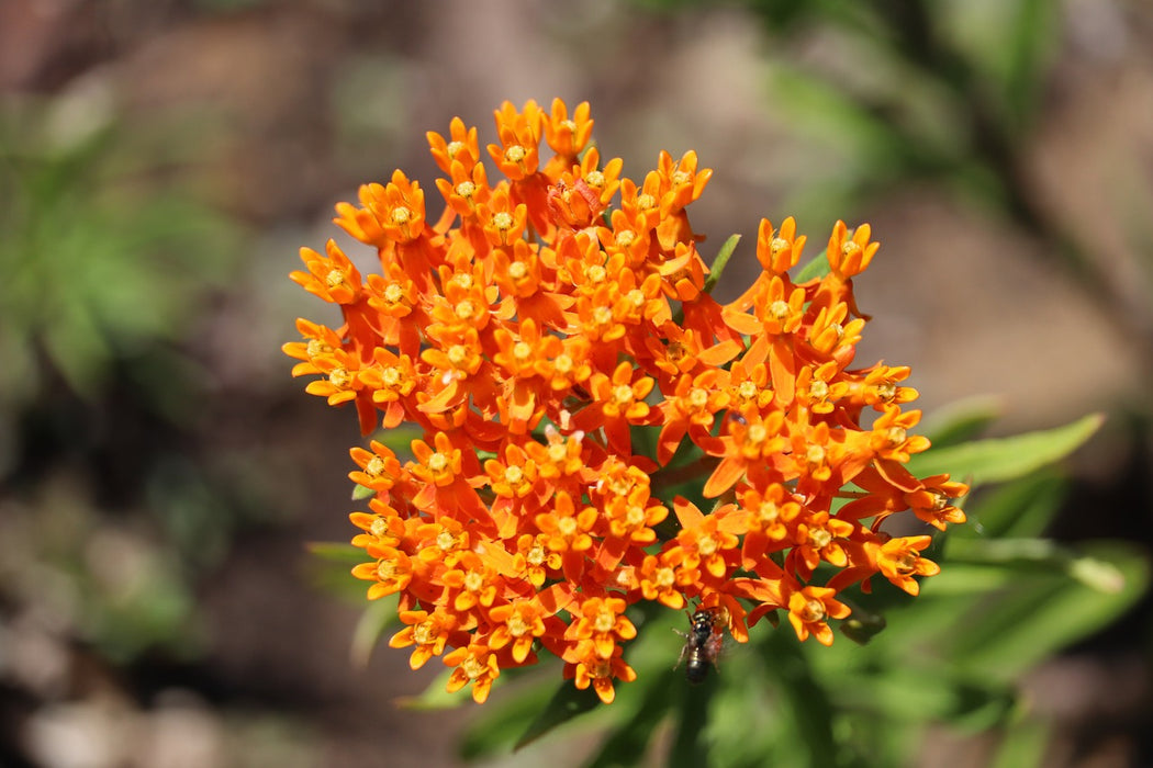 Orange Butterfly Milkweed